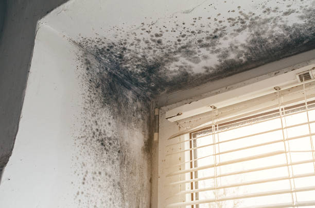 Affordable Crawl Space Mold Removal solutions in Paris, KY